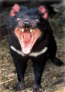 Zoo Doo Wildlife Park - New South Wales Tourism  4