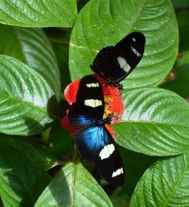 Butterfly Farm - New South Wales Tourism  4
