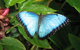 Butterfly Farm - thumb 5