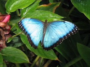 Butterfly Farm - New South Wales Tourism  5