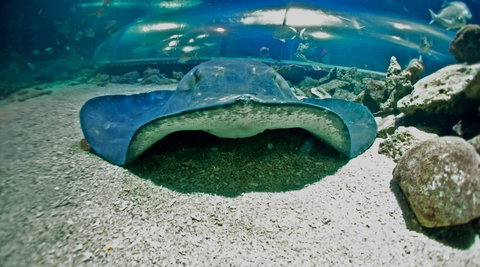 Manly SEA LIFE Sanctuary - New South Wales Tourism  3