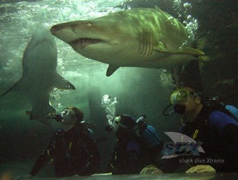 Manly SEA LIFE Sanctuary - New South Wales Tourism  5