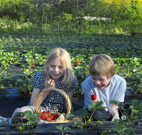 Blue Hills Berries  Cherries - New South Wales Tourism 