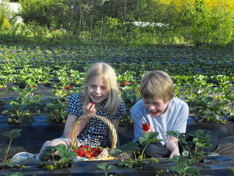 Blue Hills Berries & Cherries - New South Wales Tourism  0