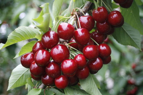 Blue Hills Berries & Cherries - New South Wales Tourism  2