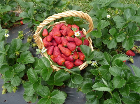 Blue Hills Berries & Cherries - New South Wales Tourism  3