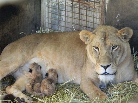 Darling Downs Zoo - New South Wales Tourism  2