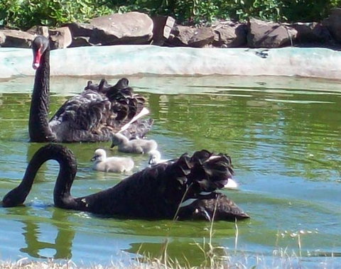 Darling Downs Zoo - New South Wales Tourism  3