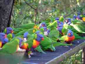Gorge Wildlife Park - New South Wales Tourism  4