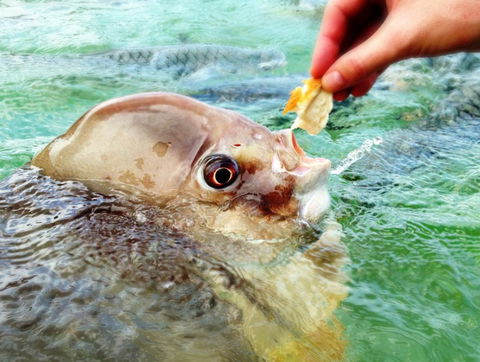 Aquascene Fish Feeding Sanctuary - New South Wales Tourism  1