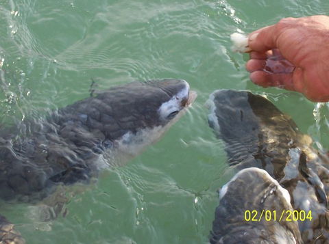 Aquascene Fish Feeding Sanctuary - New South Wales Tourism  2