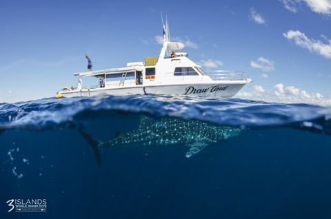 Three Islands Whale Shark Dive - New South Wales Tourism  4