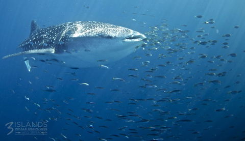 Three Islands Whale Shark Dive - New South Wales Tourism  5