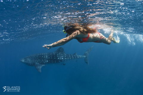 Three Islands Whale Shark Dive - New South Wales Tourism  6