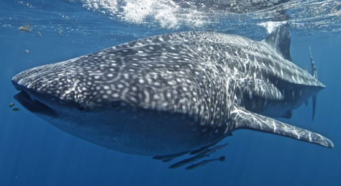 Three Islands Whale Shark Dive - New South Wales Tourism  7