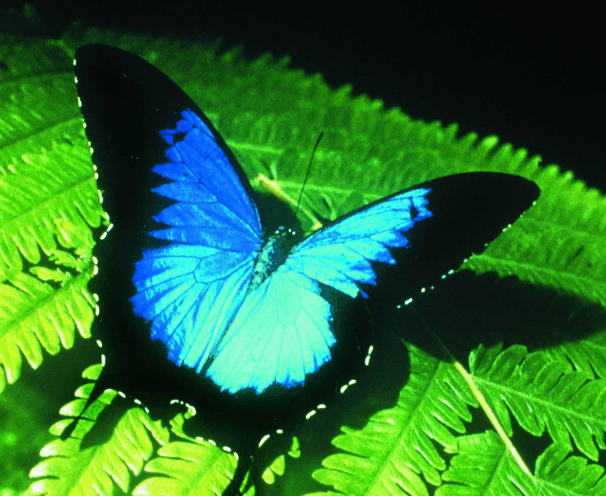Australian Butterfly Sanctuary - New South Wales Tourism  0