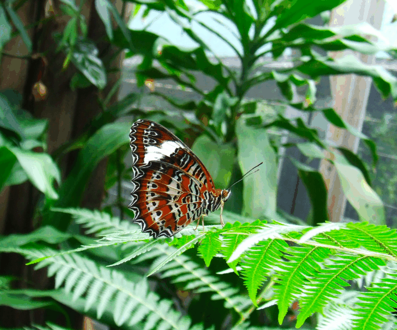 Australian Butterfly Sanctuary - New South Wales Tourism  1