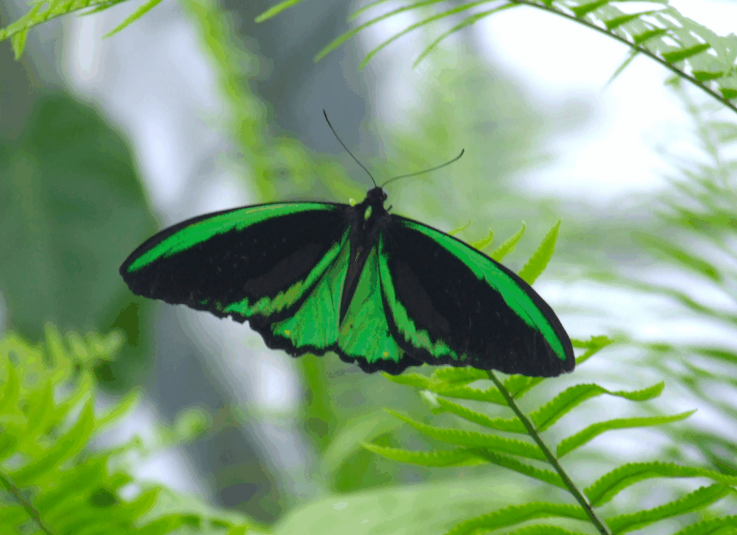 Australian Butterfly Sanctuary - New South Wales Tourism  2