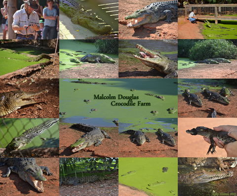 The Malcolm Douglas Crocodile Park - New South Wales Tourism  0