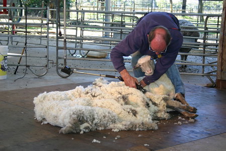 Caversham Wildlife Park - New South Wales Tourism  3