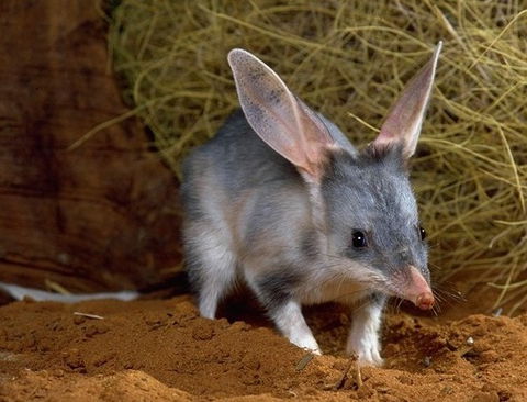 David Fleay Wildlife Park - New South Wales Tourism  2
