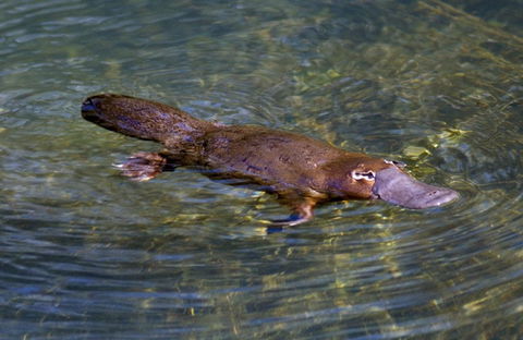 David Fleay Wildlife Park - New South Wales Tourism  4