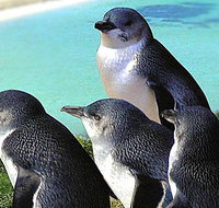 Rockingham Wild Encounters - New South Wales Tourism 