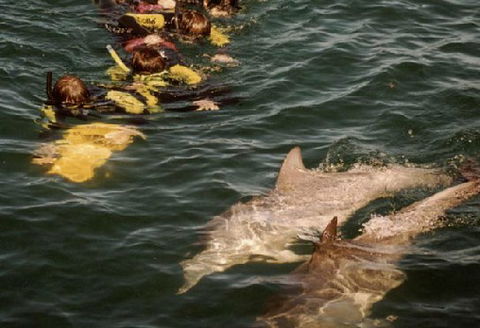 Rockingham Wild Encounters - New South Wales Tourism  2