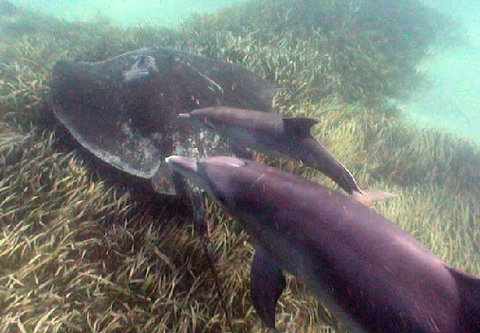 Rockingham Wild Encounters - New South Wales Tourism  3