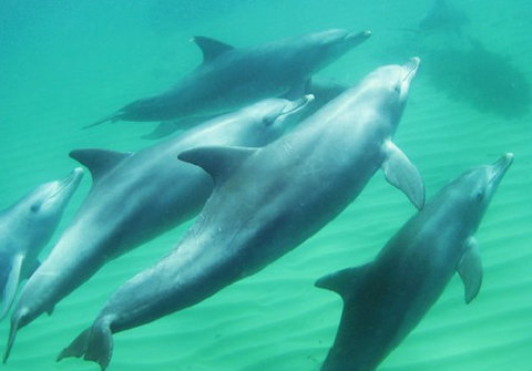 Rockingham Wild Encounters - New South Wales Tourism  4