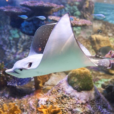 Melbourne Aquarium - New South Wales Tourism  4