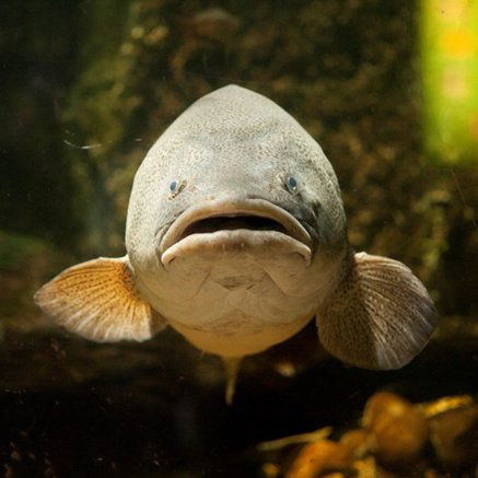 Melbourne Aquarium - New South Wales Tourism  5