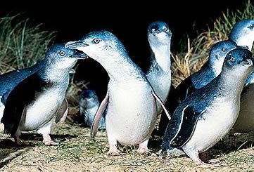 Bunyip Tours - New South Wales Tourism  4