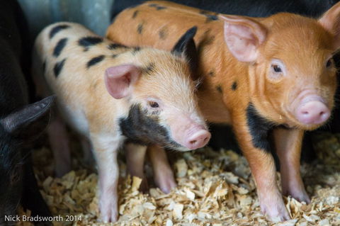 Chesterfield Farm - New South Wales Tourism  4