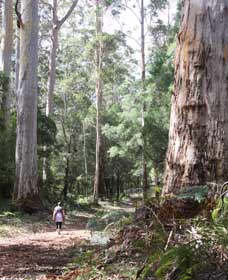 Warren River Loop Walk - New South Wales Tourism  0