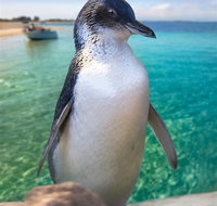 Penguin Island - New South Wales Tourism 