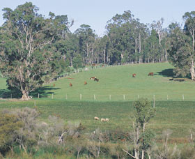 Scenic Drives - Bunbury Collie Donnybrook - New South Wales Tourism  0