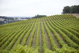 Dardanup WA New South Wales Tourism 