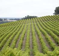 Willow Bridge Estate - New South Wales Tourism 