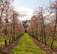 Raeburn Orchards - New South Wales Tourism 