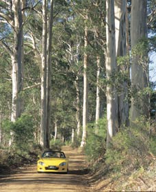 Scotsdale Tourist Drive - New South Wales Tourism  0