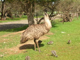 Minlaton SA New South Wales Tourism 