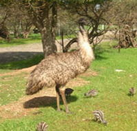Minlaton Fauna Park - New South Wales Tourism 