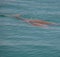 Dugongs - New South Wales Tourism 