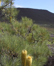  New South Wales Tourism 