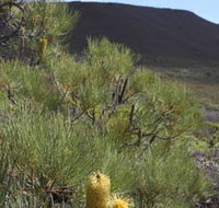 Lesueur Walk Trail Mount Lesueur - New South Wales Tourism 