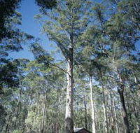 Diamond Tree Lookout Manjimup - New South Wales Tourism 