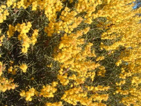 Dalwallinu WA New South Wales Tourism 