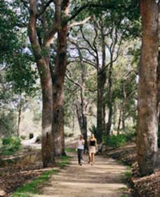 Law Trail And Lotterywest Federation Walkway, Kings Park - New South Wales Tourism  0