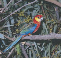 King River - New South Wales Tourism 